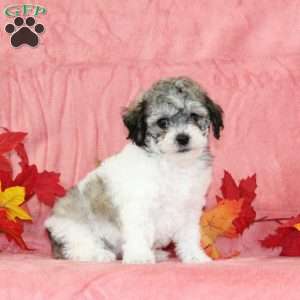 Derek, Bich-Poo Puppy